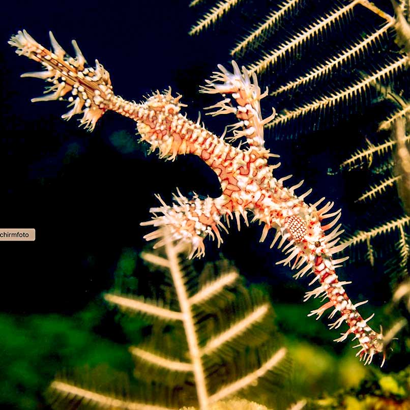 Geisterpfeifenfisch beim Tauchen auf Bali.