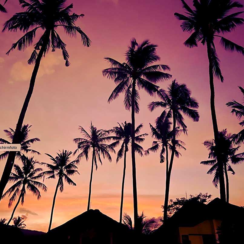 Palmen im Sonnenuntergang auf Bali.