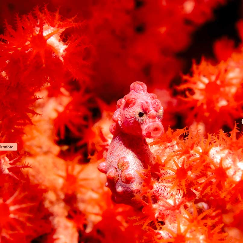 Seepferdchen beim Tauchen auf Bali.