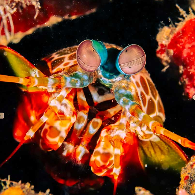 Fangschneckenkrebs beim Tauchen auf Bali.