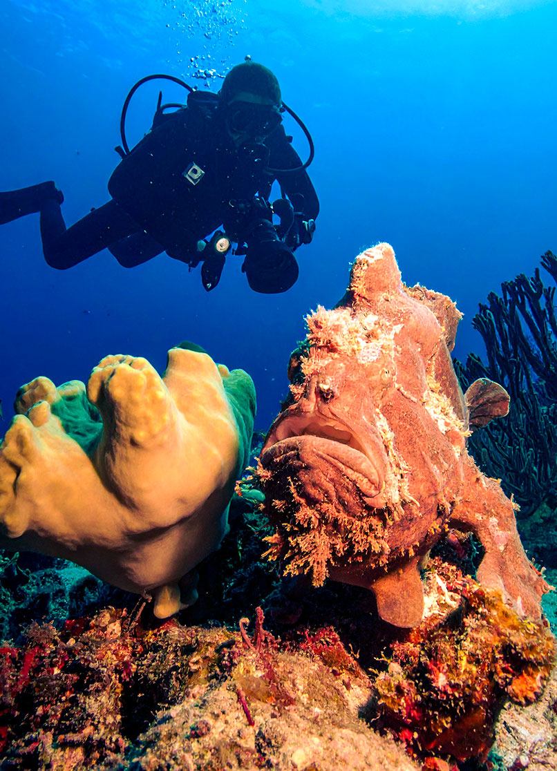 Frogfish auf Korallenblock mit Unterwasserfotograf im Hintergrund.