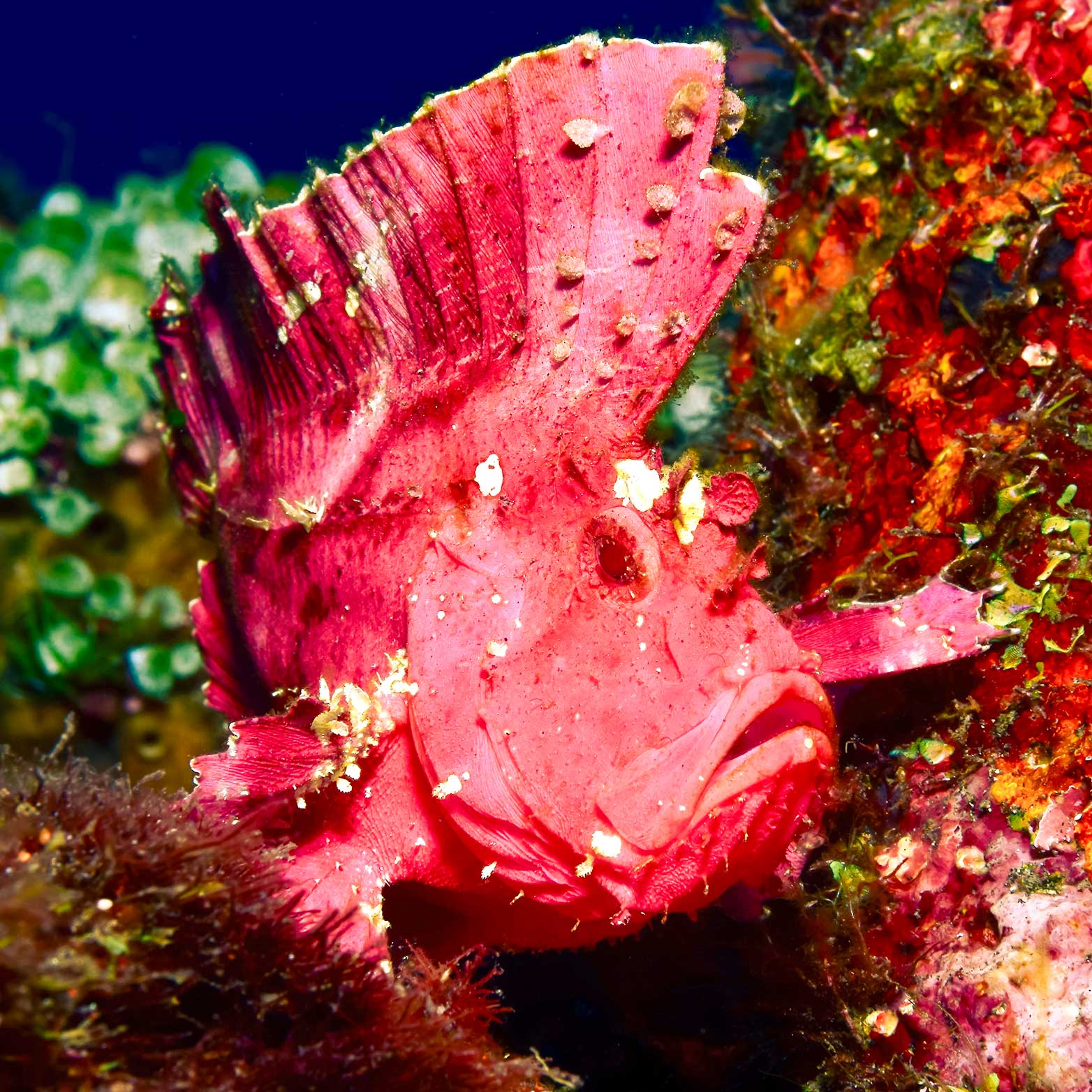 Pinker Schaukelfisch zwischen Korallen.