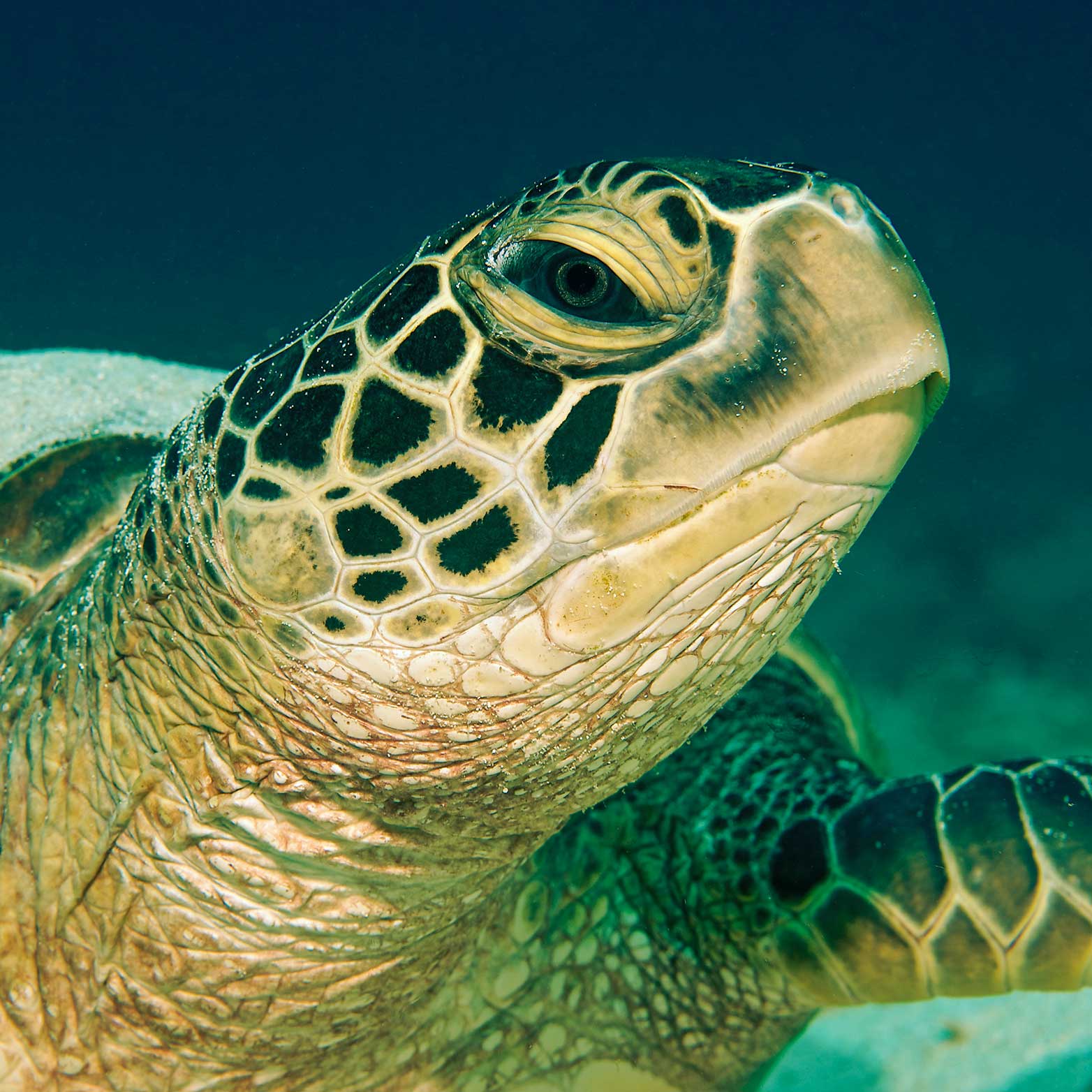 Nahaufnahme des Kopfes einer Meeresschildkröte.