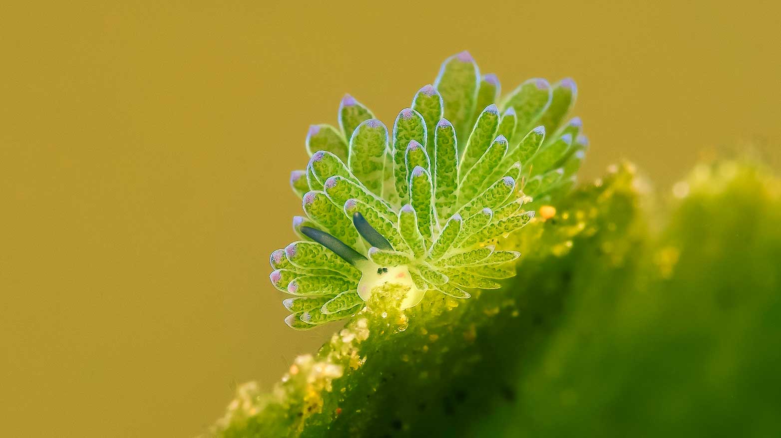 Makro Shaun Sheep Nacktschnecke unter Wasser.