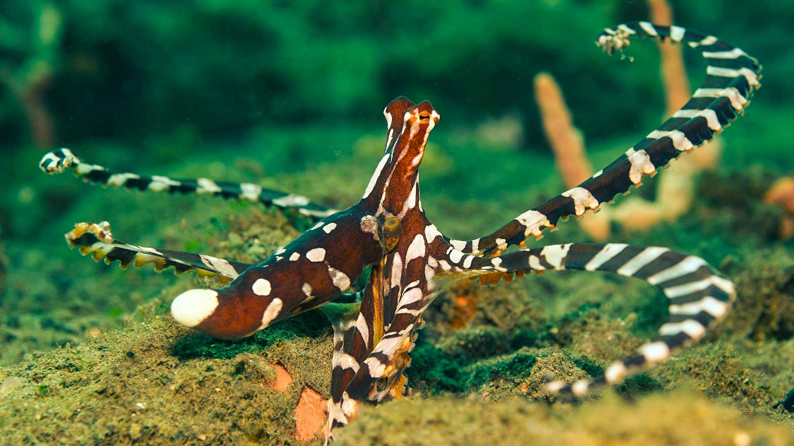 Bunter Wonderpus auf Seegraswiese unter Wasser.