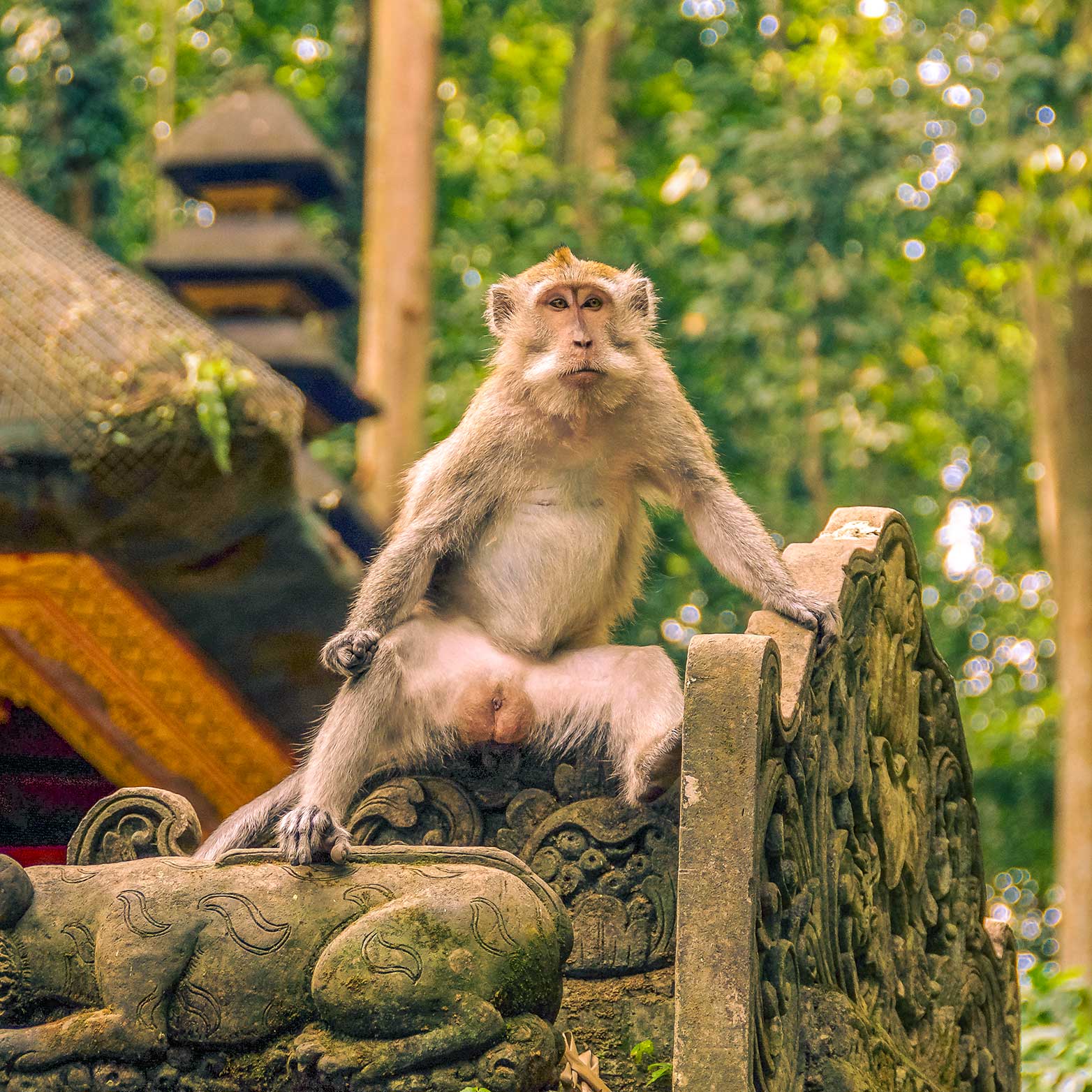 Affe sitzt auf einem Tempel im Affenwald auf Bali.
