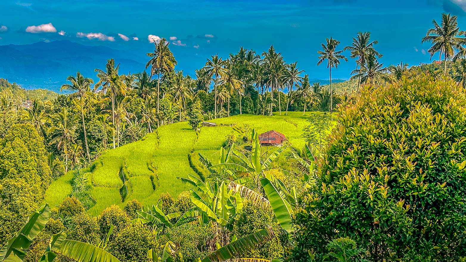 Reisfelder auf Terrassen umgeben von Palmen auf Bali.