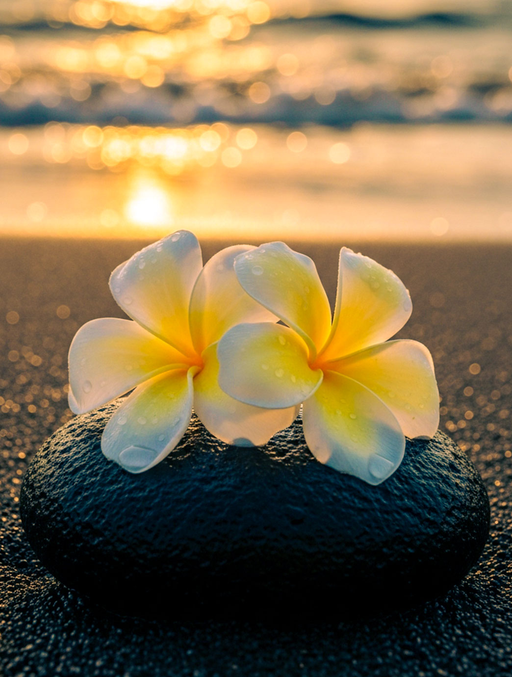 Blumen auf Stein am Vulkanstrand auf Bali.