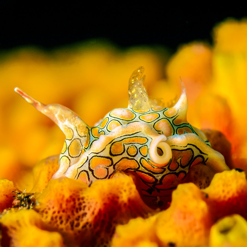 Nacktschnecke auf Korallen unter Wasser.