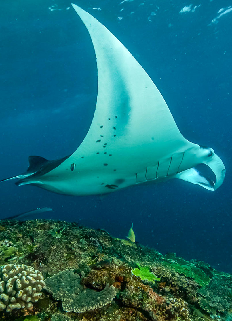 Ein Manta beim Tauchgang auf Bali.