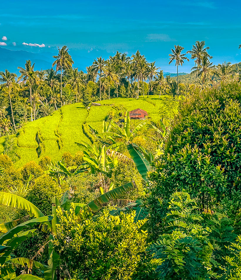 Reisterrassen auf Bali